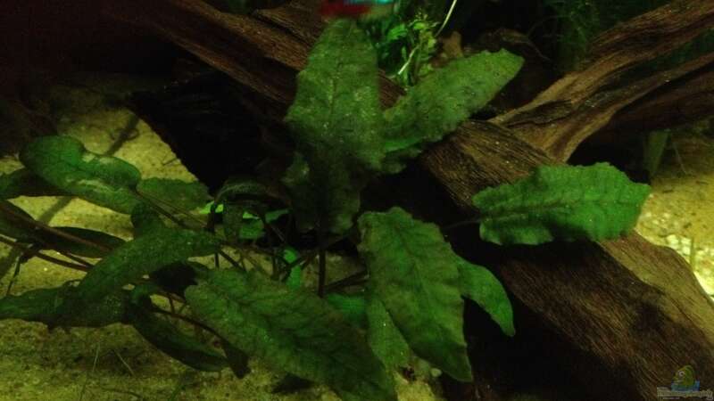 Aquarium Hauptansicht von Becken 24 von der Steirer (37)