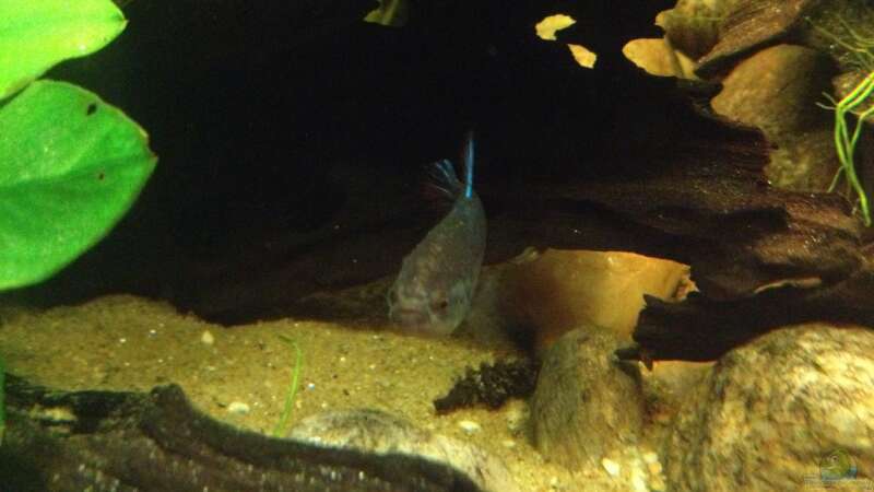 Aquarium Hauptansicht von Becken 24 von der Steirer (72)