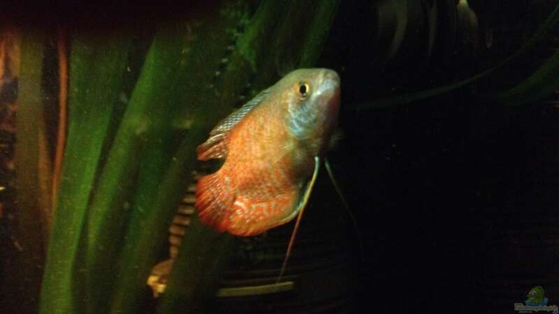 Aquarium Hauptansicht von Becken 24 von der Steirer (83)