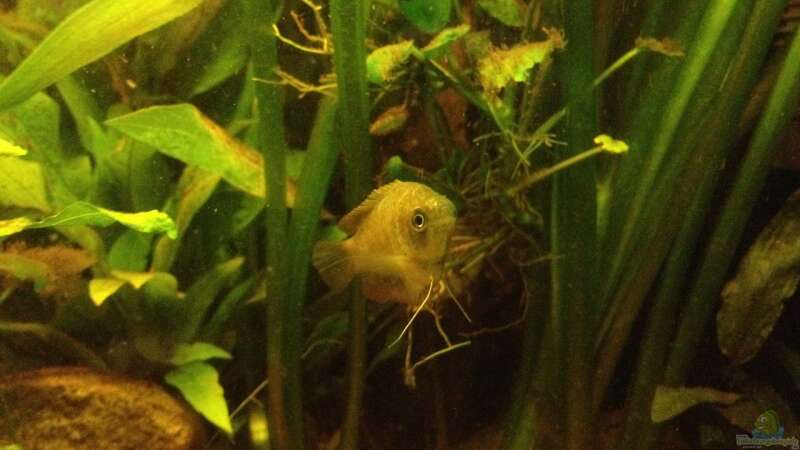 Aquarium Hauptansicht von Becken 24 von der Steirer (87)