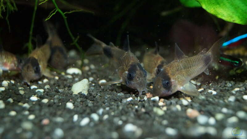 Corydoras panda beim Fressen von Guido Seifert (31)