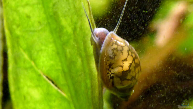 Einrichtungsbeispiele für Aquarien mit Blasenschnecken (Physidae)