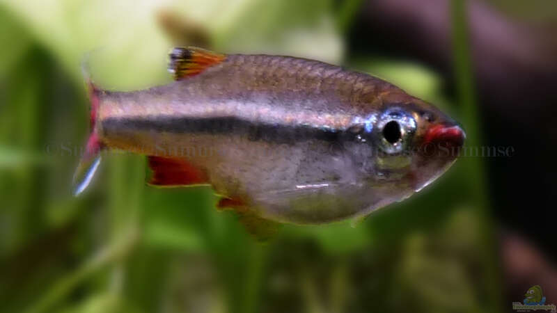 Aquarien mit Kardinalfischen (Tanichthys albonubes)