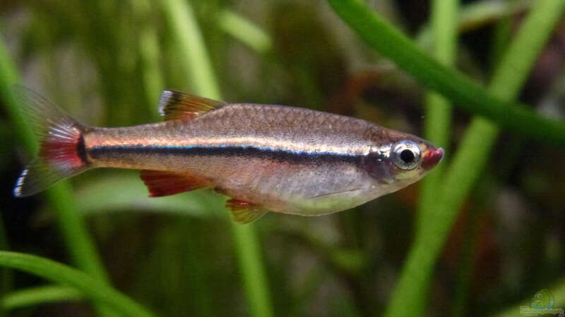 Aquarien mit Tanichthys micagemmae (Vietnamesischer Kardinalfisch)