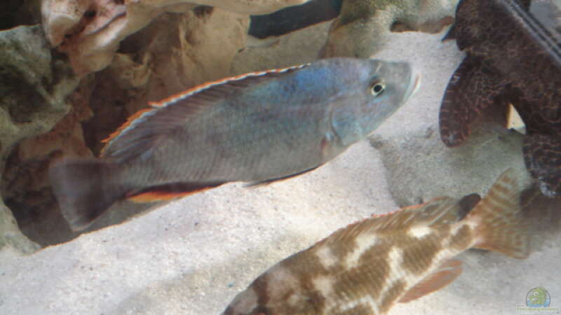 Nimbochromis Livingstoni Paar von Dennis Kaiser (18)