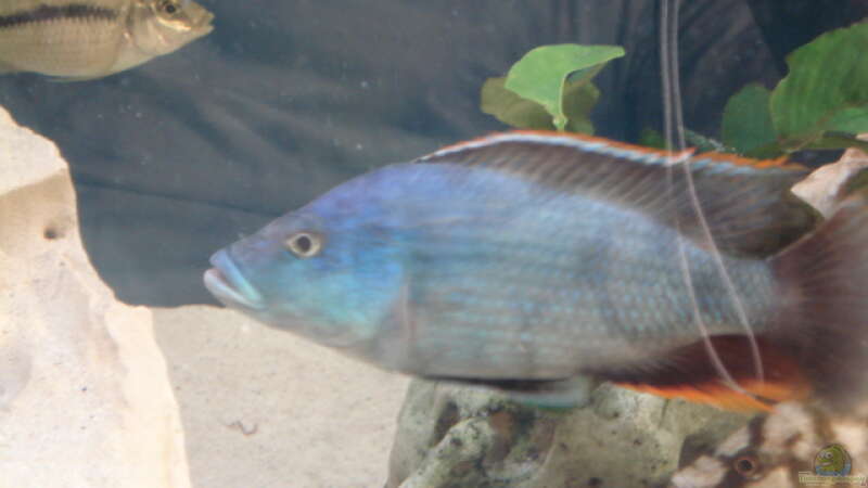 Nimbochromis Livingstoni von Dennis Kaiser (20)