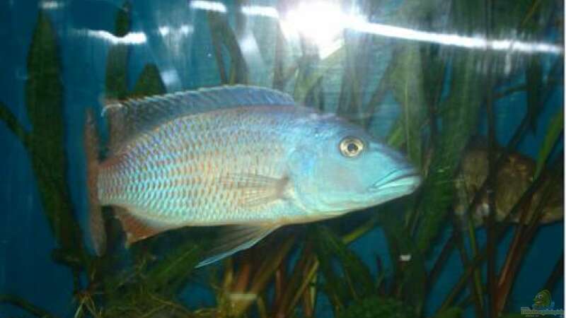 Einrichtungsbeispiele für die Haltung von Tyrannochromis nigriventer im Aquarium