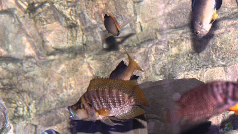 Altolamprologus Compressiceps red fin Kigoma von Duni (18)