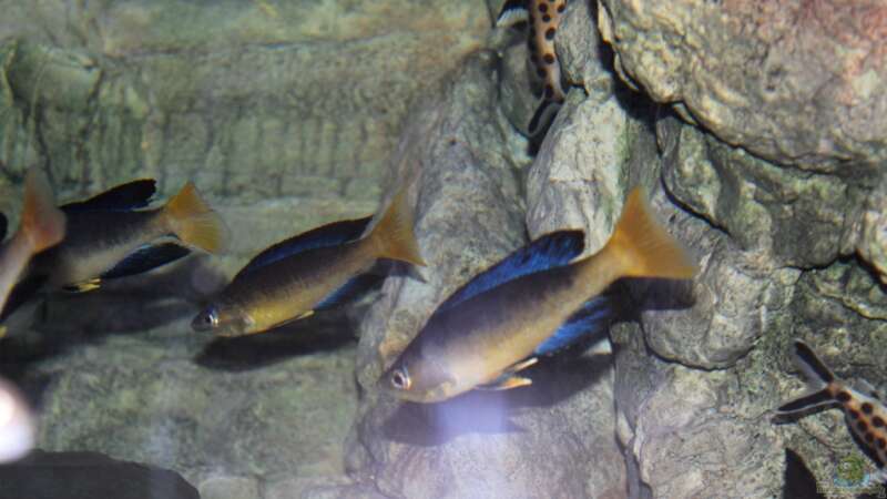 Aquarien mit Cyprichromis microlepidotus (Kleinschuppiger Kärpflingsbuntbarsch)