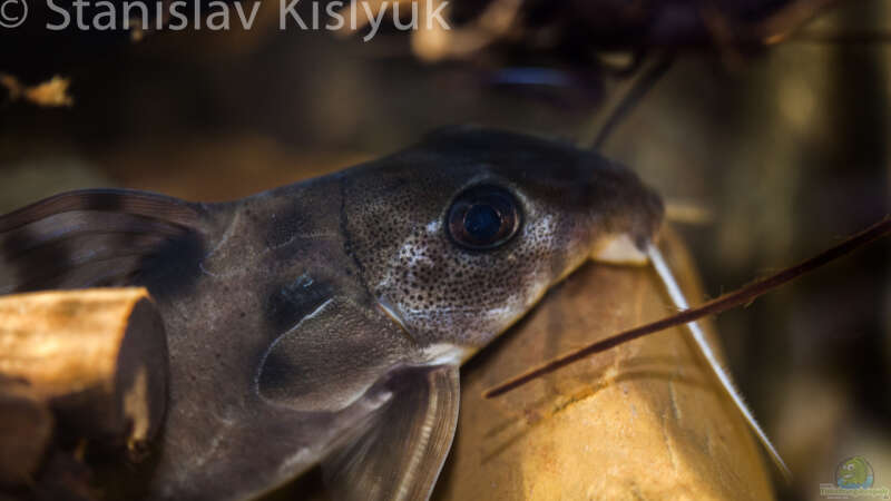 Synodontis decorus von Stanislav Kislyuk (25)