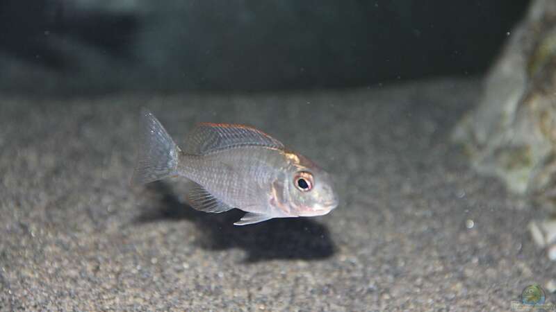 Aquarien mit Lethrinops sp. "red cap"