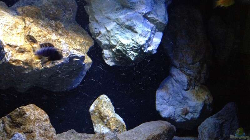 Aquarium Hauptansicht von Becken 24 von der Steirer (58)