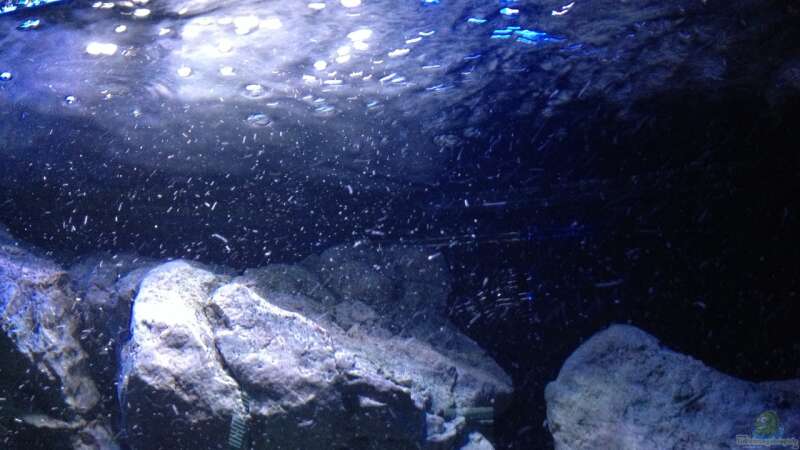 Aquarium Hauptansicht von Becken 24 von der Steirer (70)