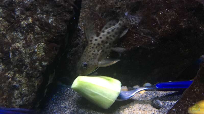 Aquarium Hauptansicht von Becken 24 von der Steirer (82)