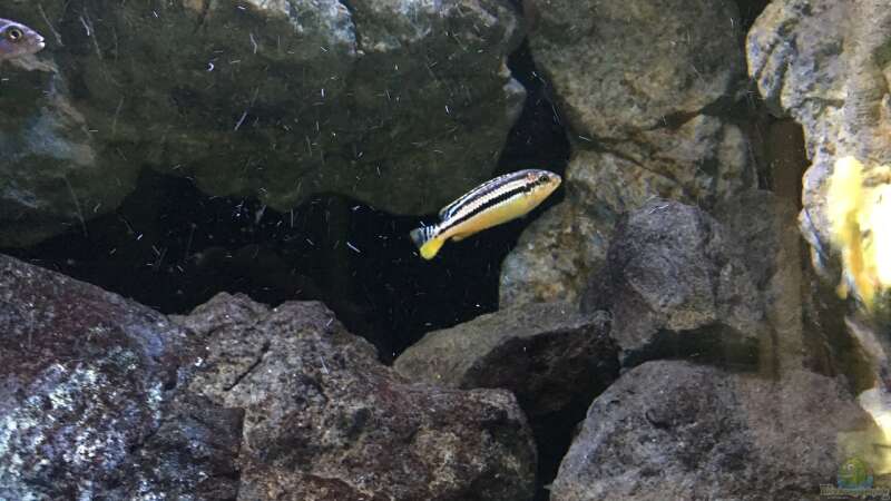 Aquarium Hauptansicht von Becken 24 von der Steirer (85)