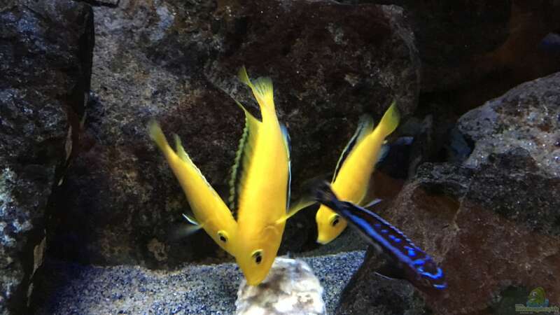 Aquarium Hauptansicht von Becken 24 von der Steirer (94)