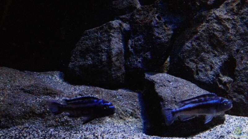 Aquarium Hauptansicht von Becken 24 von der Steirer (99)