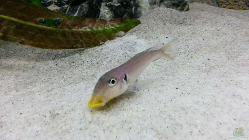 Sand als Boden im Aquarium (Aquarien mit Sand als Bodengrund)