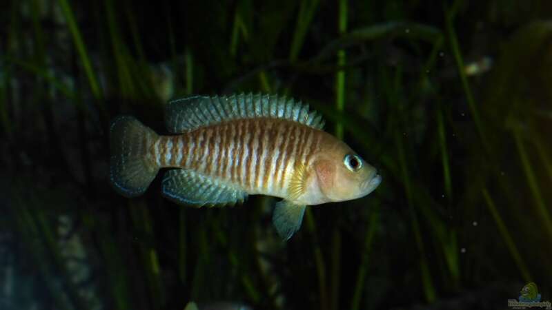 Einrichtungsbeispiele mit Schneckenbuntbarsch Neolamprologus multifasciatus (Vielgestreifter Schneckenbuntbarsch)