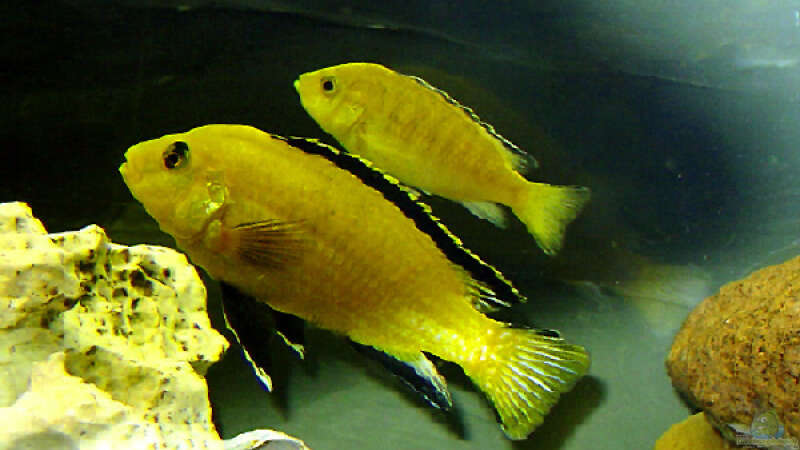 Labidochromis caerlues Yellow Paar von Andrea Wendel (16)