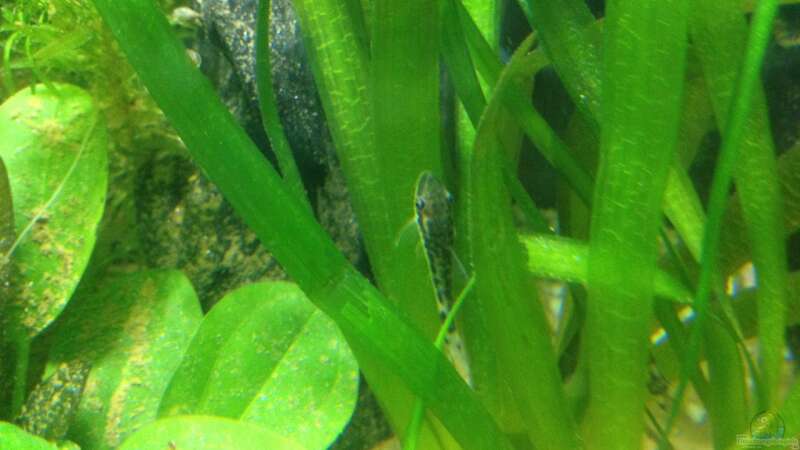 Aquarium Hauptansicht von Becken 24 von der Steirer (28)