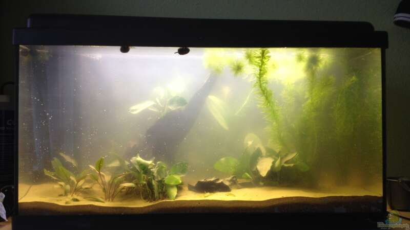 Aquarium Hauptansicht von Becken 24 von der Steirer (8)