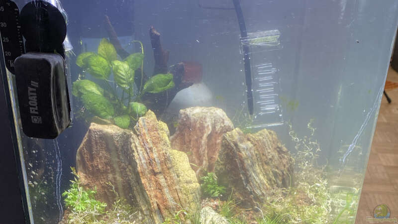 Aquarium Hauptansicht von Nano 30l von Kathys 2014 (1)