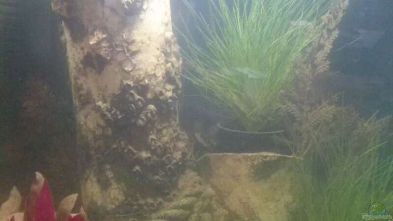 Dekoration im Aquarium Nano 30l von Kathys 2014 (3)