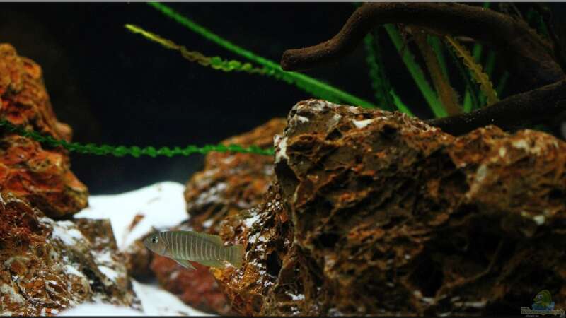 Breite Streifen mit blauen Augen , der Neolamprologus similis !