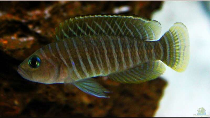 Breite Streifen mit blauen Augen , der Neolamprologus similis !