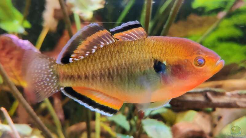 Hypseleotris compressa im Aquarium halten (Einrichtungsbeispiele für Kaisergrundeln)