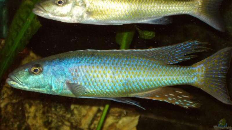 Champsochromis caeruleus, M/ Unten, W/ Oben von Mark Mondl (5)