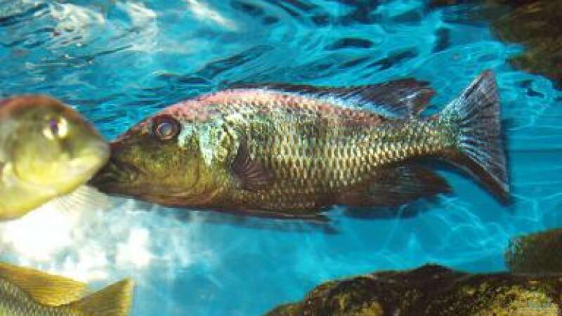 Fossorochromis rostratus, F2NZ  von Mark Mondl (18)