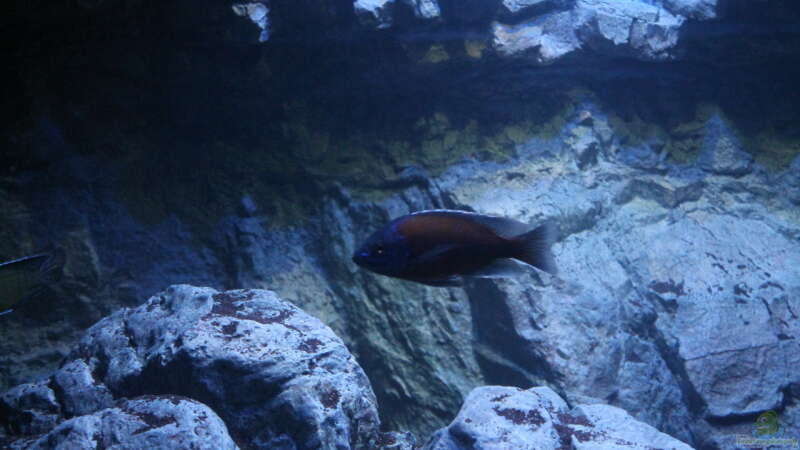 Copadichromis borleyi ´Kadango Red Fin´ (M) von Thomas B. (25)