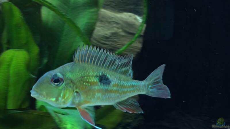 Geophagus proximus von Captain Gü (40)