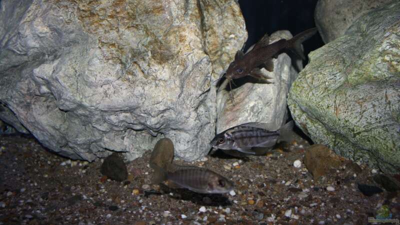 Synodontis njassae im Aquarium halten (Einrichtungsbeispiele für Njassa-Fiederbartwels)