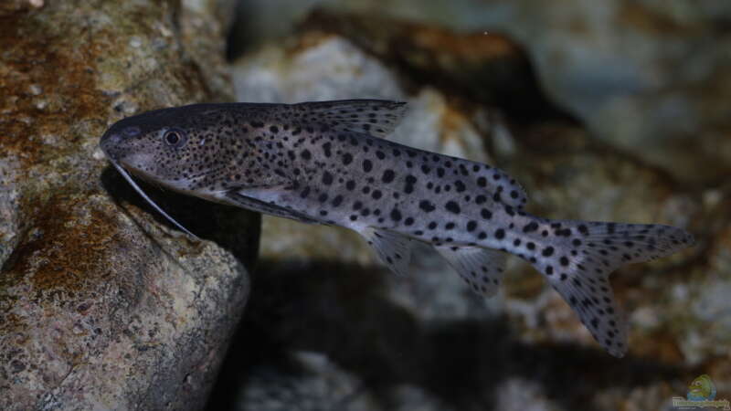 Synodontis njassae im Aquarium halten (Einrichtungsbeispiele für Njassa-Fiederbartwels)