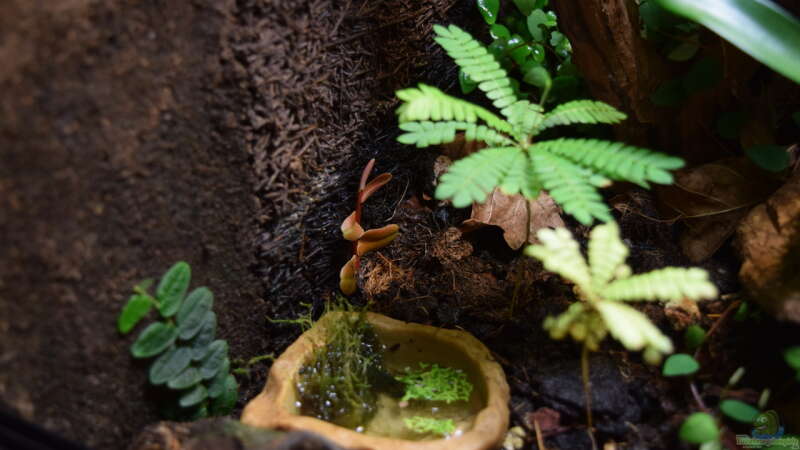 Biophytum sensitivum (Nachzucht) mit Wasserstelle von Junglist (13)