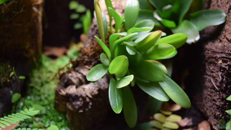 Bulbophyllum comberi mit Waldmoos im hohlen Korkeichenast gepflanzt von Junglist (15)