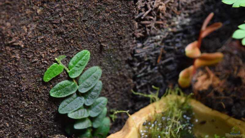 Ficus spec. Borneo (Ableger) von Junglist (4)