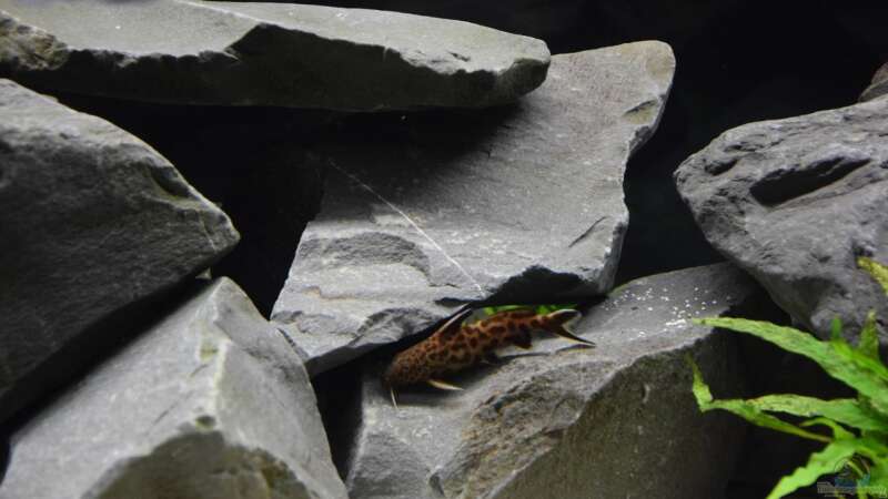 Synodontis lucipinnis von Mazdeur (15)