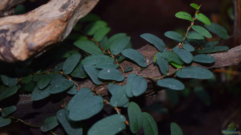 Ficus spec. Borneo von Junglist (7)