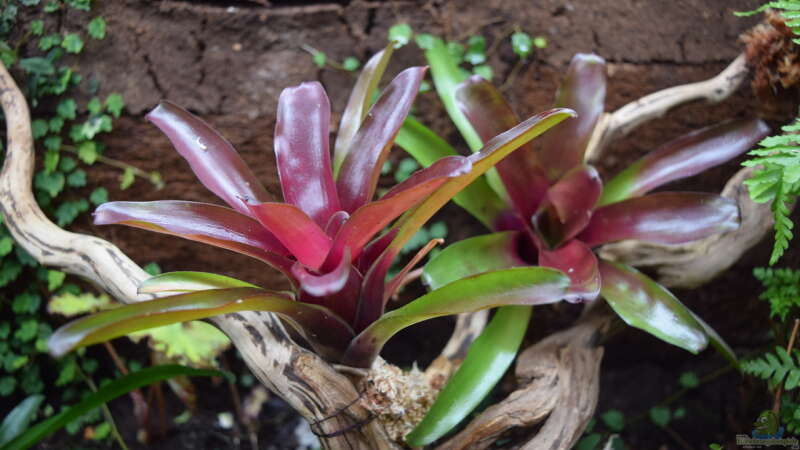 Neoregelia fireball red von Junglist (15)