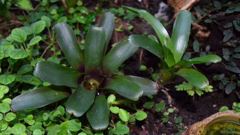 Neoregelia mit Ableger von Junglist (12)