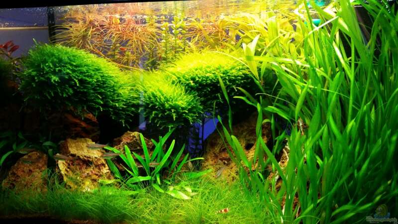 Aquarium Hauptansicht von little green hell von Aquasteve (1)