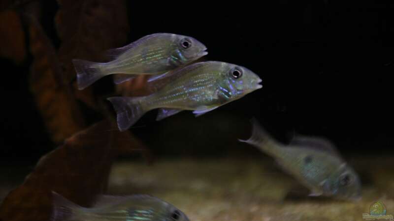 Aquarien mit Geophagus sveni