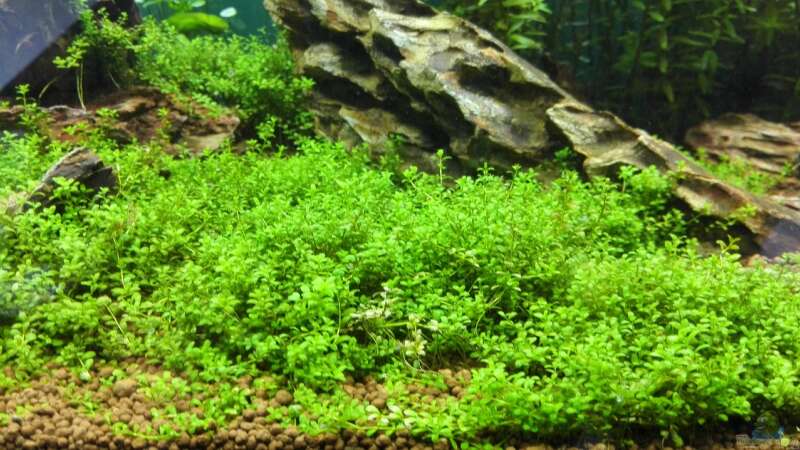 Pflanzen im Aquarium Life in Green von Tobias93 (3)