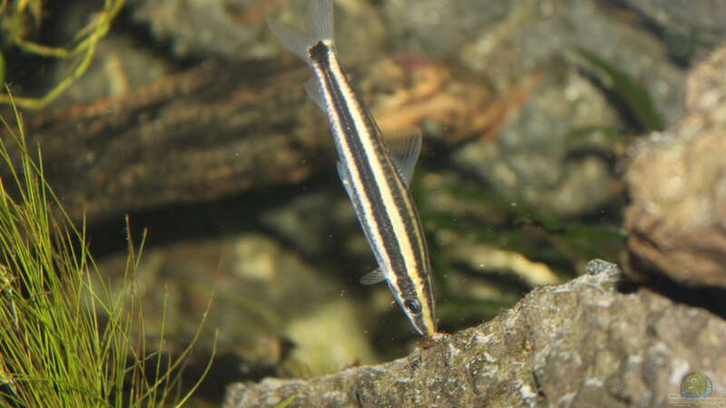 Aquarien mit Anostomus anostomus (Prachtkopfsteher)