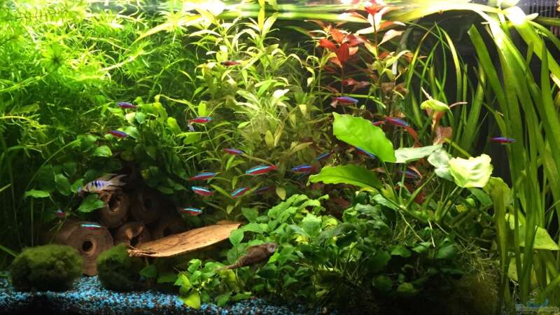 Aquarium 125l-Gesellschaftsbecken von Yasmine (8)