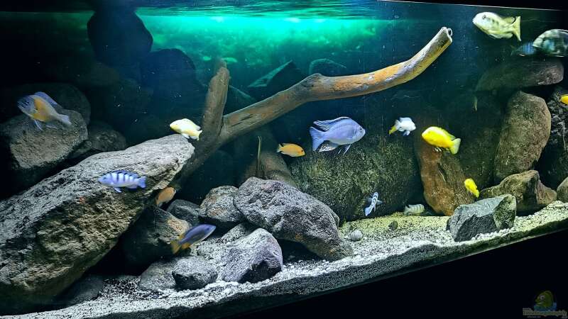 Aquarium Hauptansicht von Malawi Barschbecken von Midgard (1)